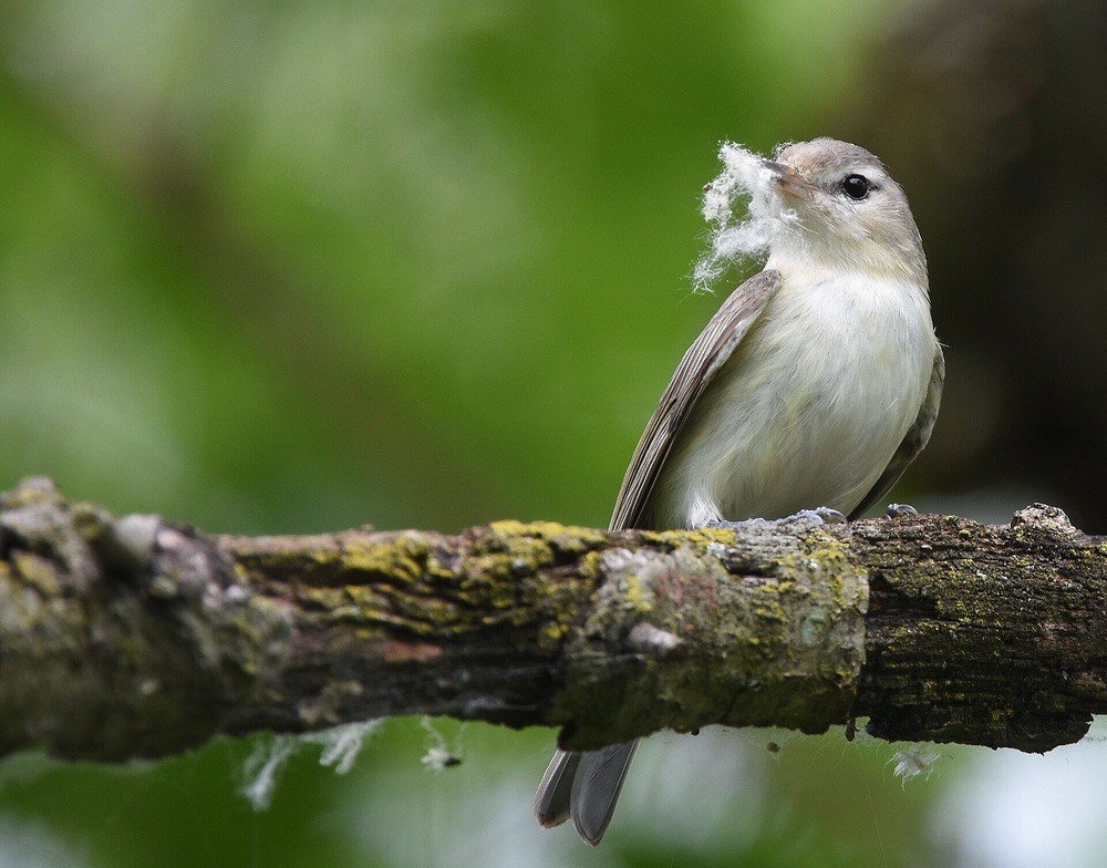 Warbling Vireo building a nest by Andy Reago and Chrissy McClarren is licensed under CC BY 2.0.